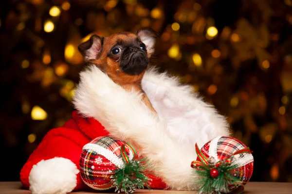 Afbeelding Van Hond Nieuwjaar Speelgoed Donkere Achtergrond — Stockfoto