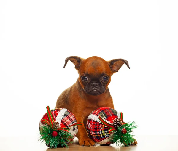 Afbeelding Van Hond Nieuwjaar Speelgoed Witte Achtergrond — Stockfoto