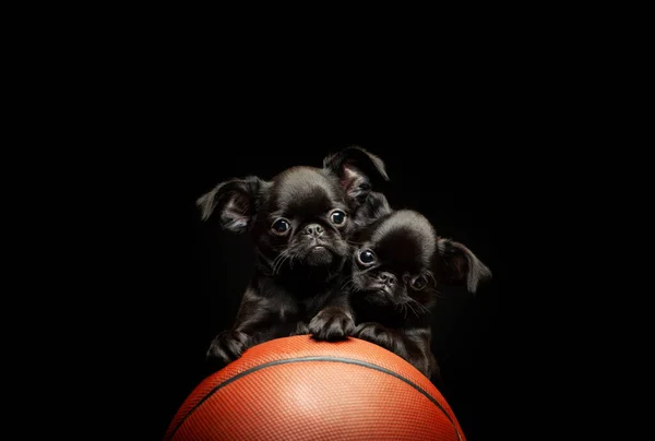 Köpek Basketbol Görüntüsü Koyu Arkaplan — Stok fotoğraf