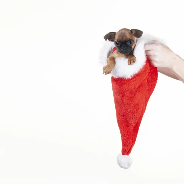 Image Dog Hat White Background — Stock Photo, Image