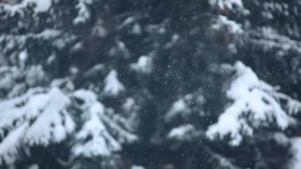Materiał Filmowy Tła Drzewa Śniegu — Wideo stockowe