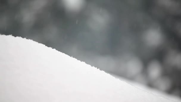 Záběry Sněhu Strom Pozadí — Stock video