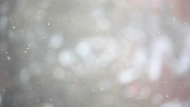 Footage Snow Tree Background — Stock Video