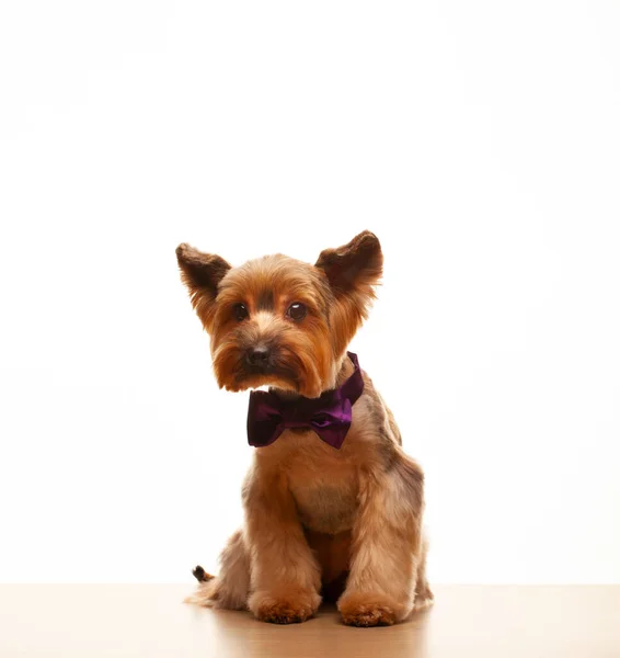 Image Dog White Background — Stock Photo, Image