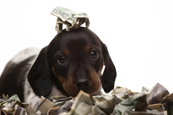 Köpek Parası Görüntüsü Beyaz Arkaplan — Stok fotoğraf