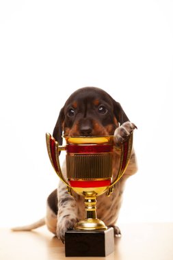 image of dog gold cup white background 