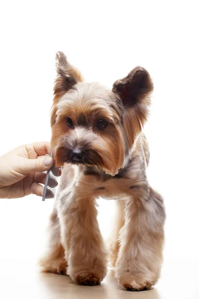 Bild Hund Hårborste Hand Vit Bakgrund — Stockfoto