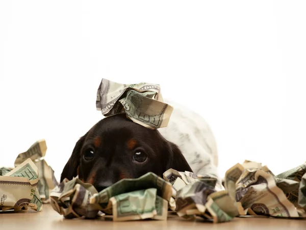 Afbeelding Van Hond Geld Witte Achtergrond Stockafbeelding