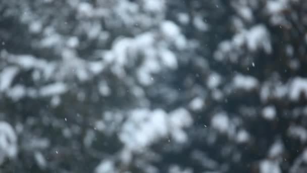 Beeldmateriaal Van Sneeuwboom Achtergrond — Stockvideo