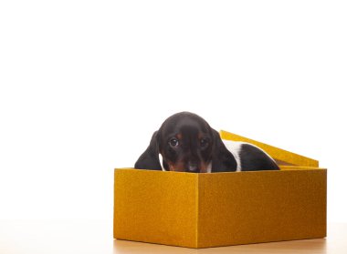 Köpek kutusunun beyaz arkaplan resmi 