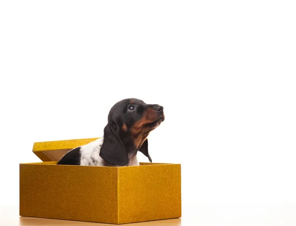 Image Dog Box White Background — Stock Photo, Image