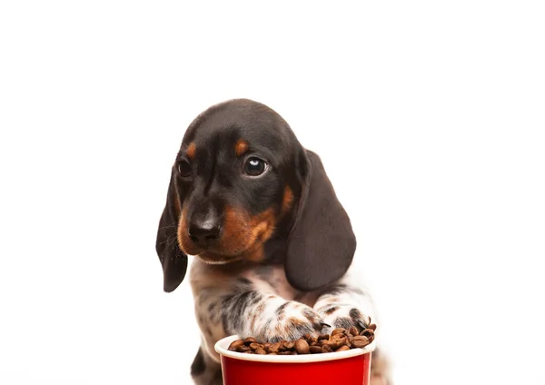 Köpek Kahve Fincanı Görüntüsü Beyaz Arkaplan — Stok fotoğraf
