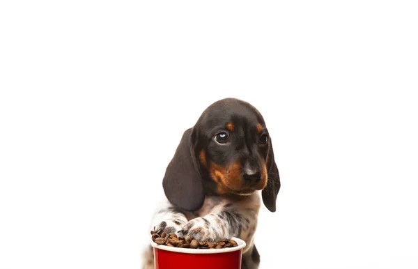 Bild Des Hundes Kaffeetasse Weißen Hintergrund — Stockfoto