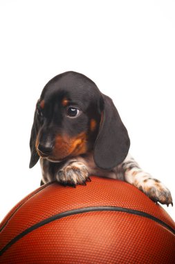 Köpek basketbol görüntüsü beyaz arkaplan 