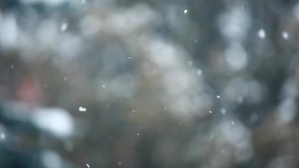 Filmmaterial Von Schnee Baum Hintergrund — Stockvideo