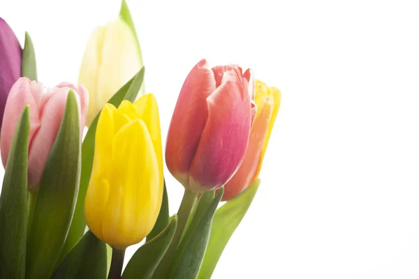 Immagine Tulipano Fiore Sfondo Bianco — Foto Stock