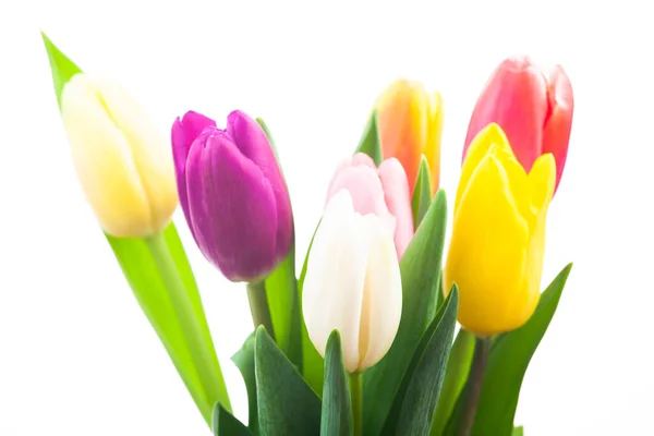 Image Tulip Flower White Background — Stock Photo, Image