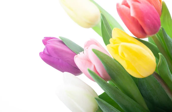 Afbeelding Van Tulp Bloem Witte Achtergrond — Stockfoto