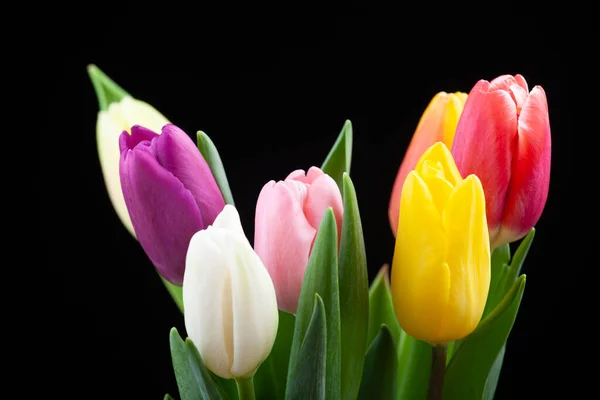 Afbeelding Van Tulp Bloem Donkere Achtergrond — Stockfoto