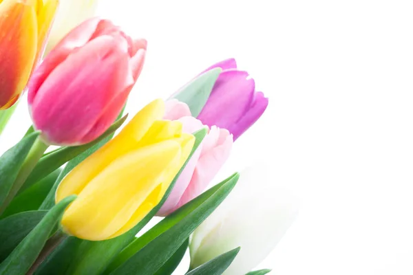 Obrázek Tulipán Květiny Bílé Pozadí Stock Snímky