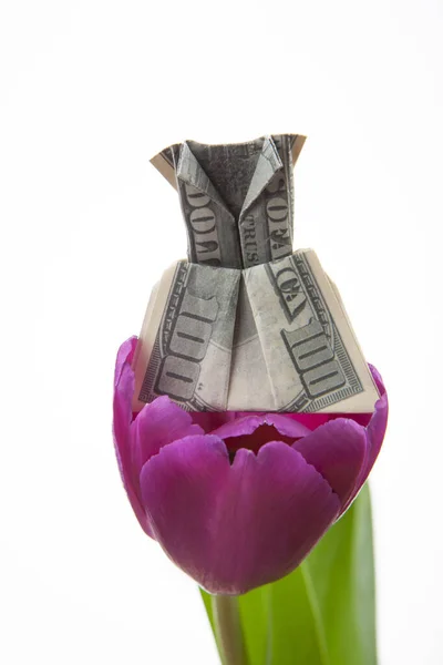 Imagen Tulipán Flor Dinero Fondo Blanco —  Fotos de Stock