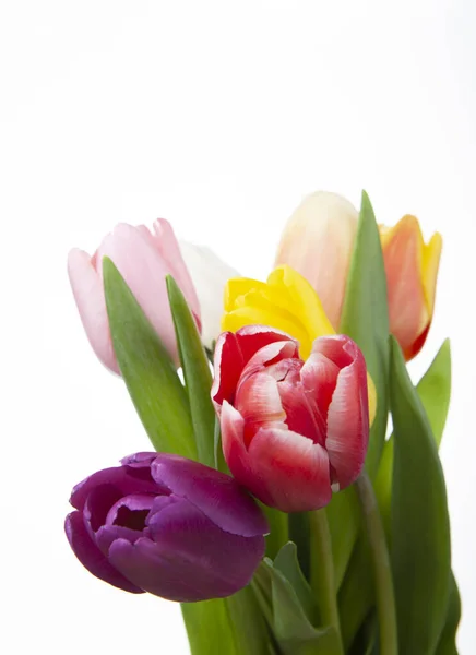 Afbeelding Van Tulp Bloem Witte Achtergrond — Stockfoto