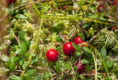 Wild cranberries growing clipart