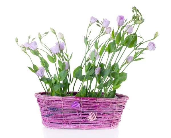 Eustoma in pink basket — Stock Photo, Image
