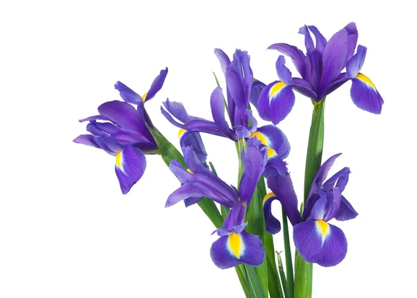 Iris su sfondo bianco — Foto Stock