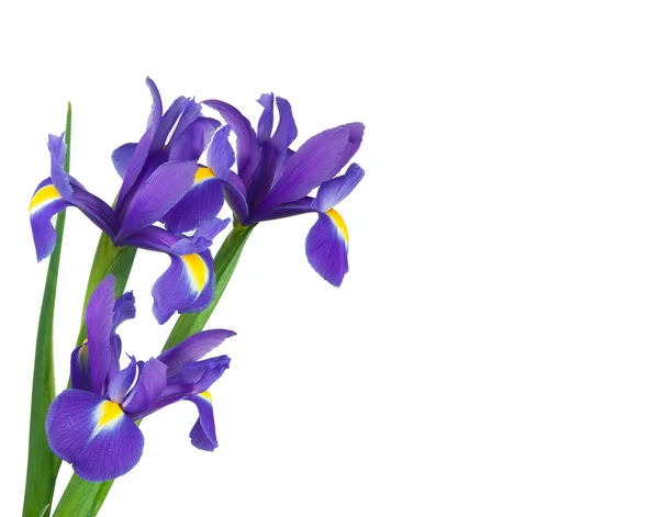 Iris sur fond blanc — Photo