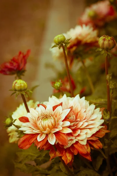 Beautiful dahlias — Stock Photo, Image