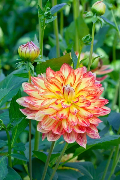 Dahlia orange Images De Stock Libres De Droits