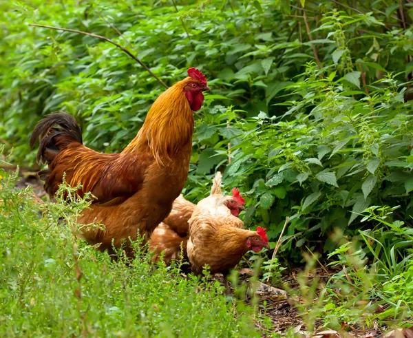 Rooster with hens — Stock Photo, Image