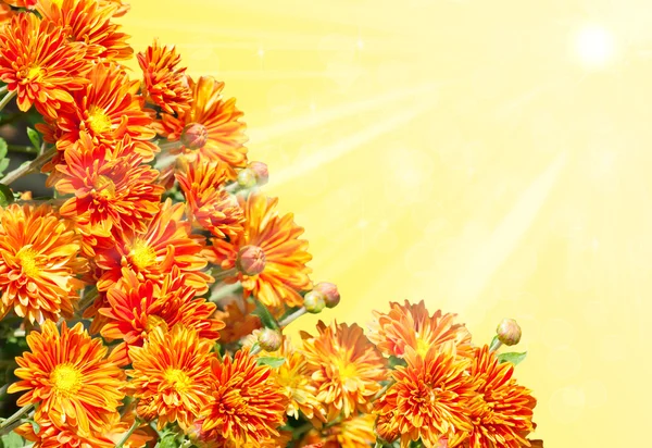 金黄的菊花组成的拼贴画 — 图库照片