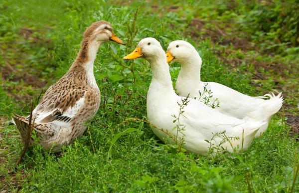 Three ducks on a green lawn — Stock Photo, Image
