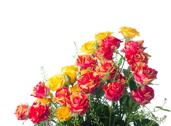 Red and yellow roses — Stock Photo, Image