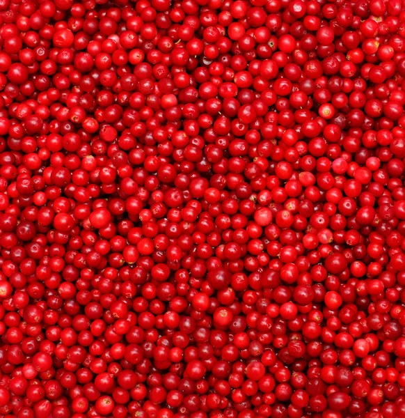 Red berries, food background — Stock Photo, Image