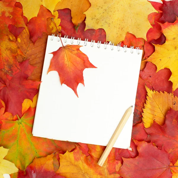 Back to School - Autumn leaves and white blank paper — Stock Photo, Image