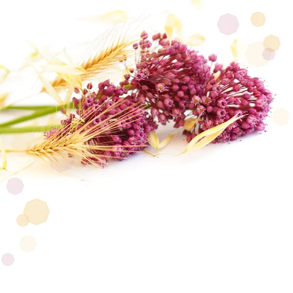 鲜花和小麦、 边框 — 图库照片
