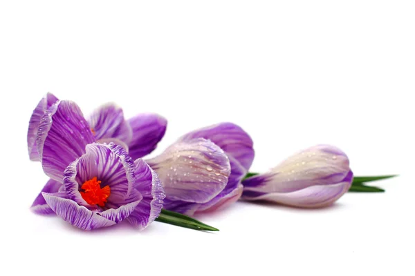 Purple flower — Stock Photo, Image