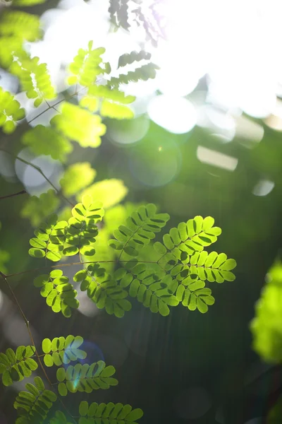 Yemyeşil bitki örtüsü ile arka plan — Stok fotoğraf