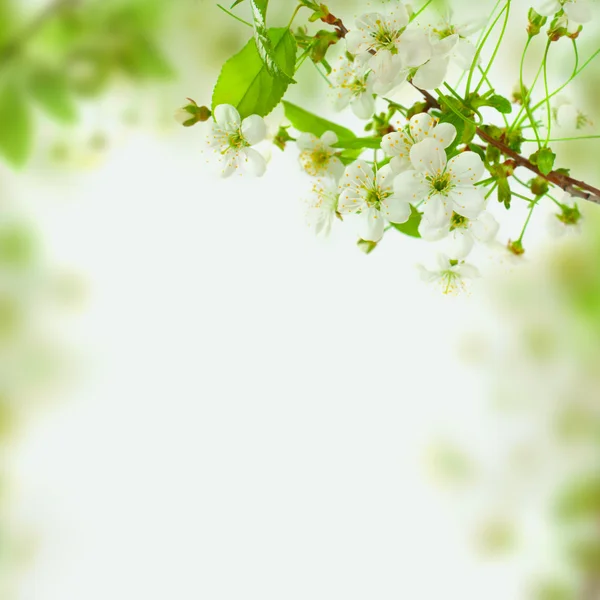 Spring Blossom bakgrund - — Stockfoto