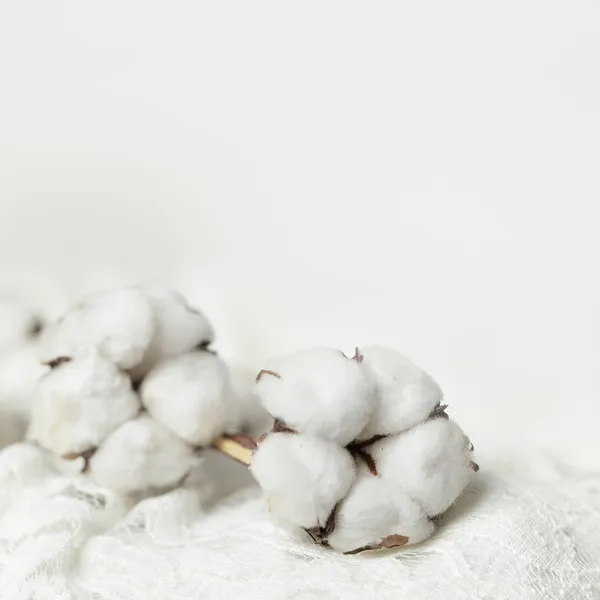 Pizzo retrò e fiori di cotone — Foto Stock