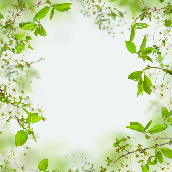 Primavera naturaleza fondo, marco de flores y hojas verdes — Foto de Stock