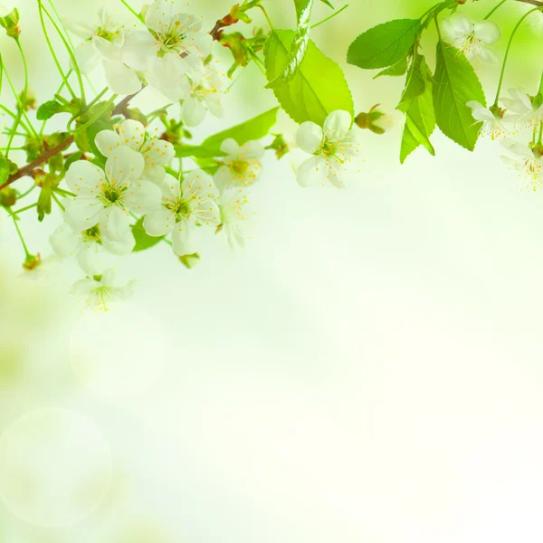 Spring blossom background — Stock Photo, Image