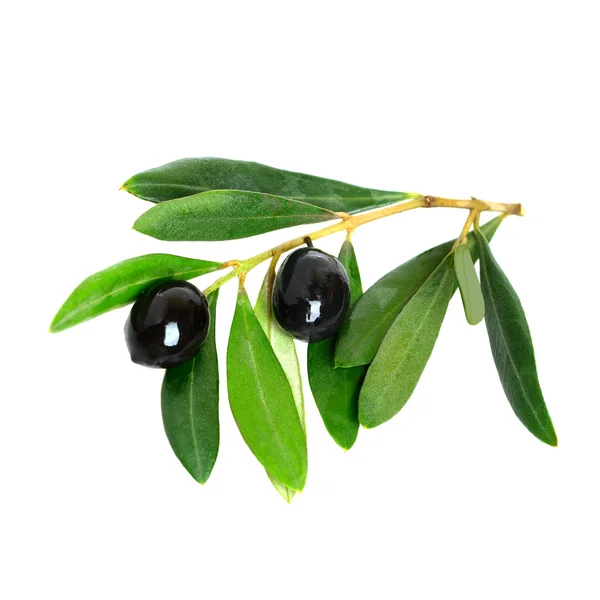 Aceitunas negras y hojas verdes —  Fotos de Stock
