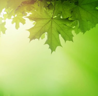 Yeşil akçaağaç yapraklı yeşil kenarlık arkaplanı ve kopyalama alanı