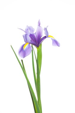 Beyaz arka planda mükemmel bir Iris çiçeği