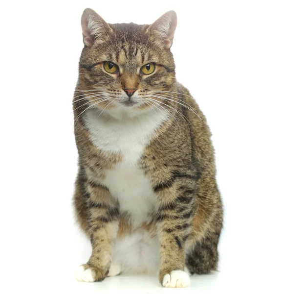 Domácí Tabby Kočka Domácí Mazlíček Bílém Pozadí — Stock fotografie