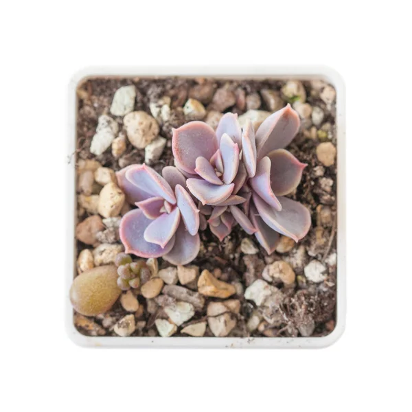 Sukkulente Echeveria Perle Von Nürnberg Pflanze Auf Weiß — Stockfoto